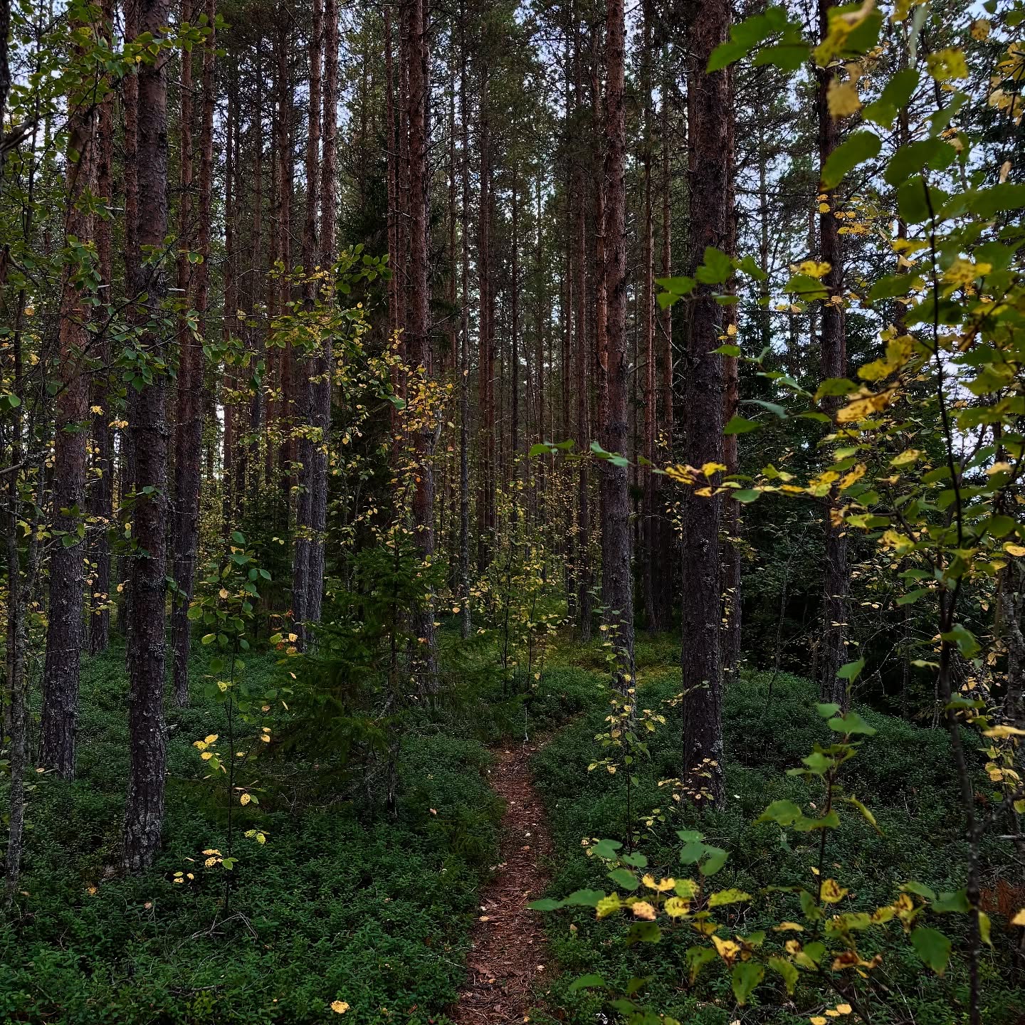 Trail through dense Northland forest