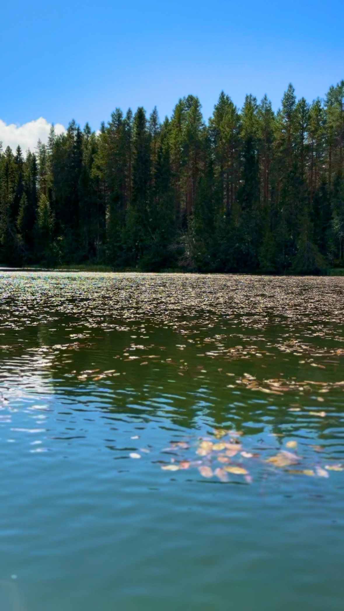 Lake with forest and water lilies